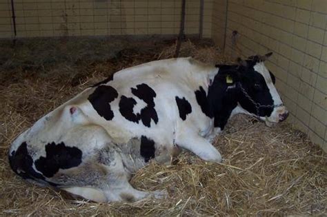 Gambar sapi mati  Sapi yang sembuh dari penyakit BEF dapat kebal selama 2 tahun
